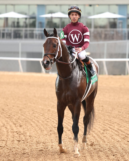MAGNITUDE - The Razorback Handicap G3 - 02-28-26 - R10 - OP - Come Back 06 - Coady Media - Kurtis Coady Photography