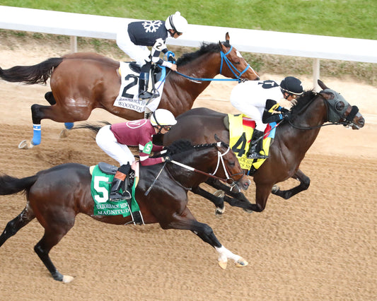 MAGNITUDE - The Razorback Handicap G3 - 02-28-26 - R10 - OP - First Pass 01 - Coady Media - Kurtis Coady Photography