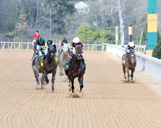 MAGNITUDE - The Razorback Handicap G3 - 02-28-26 - R10 - OP - Head On 02 - Coady Media - Kurtis Coady Photography