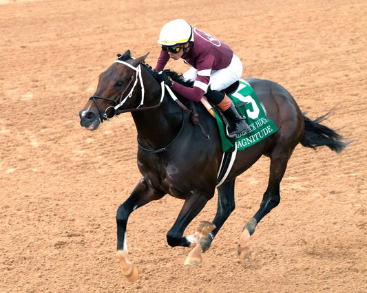 MAGNITUDE - The Razorback Handicap G3 - 02-28-26 - R10 - OP - Inside Finish 02 - Coady Media - Kurtis Coady Photography