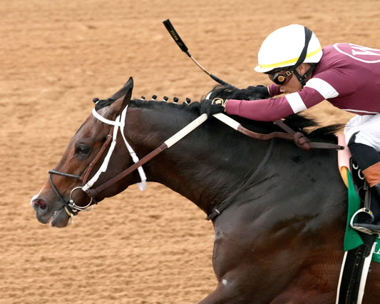MAGNITUDE - The Razorback Handicap G3 - 02-28-26 - R10 - OP - Inside Finish 03 - Coady Media - Kurtis Coady Photography
