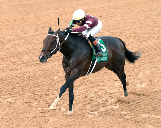 MAGNITUDE - The Razorback Handicap G3 - 02-28-26 - R10 - OP - Inside Finish 04 - Coady Media - Kurtis Coady Photography