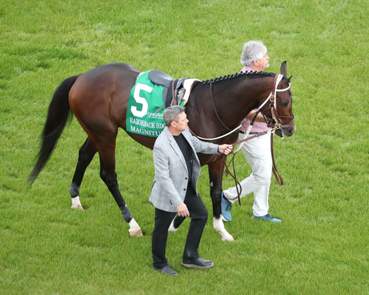MAGNITUDE - The Razorback Handicap G3 - 02-28-26 - R10 - OP - Paddock 01 - Coady Media - Kurtis Coady Photography