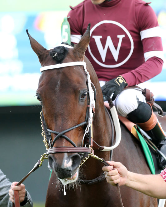 MAGNITUDE - The Razorback Handicap G3 - 02-28-26 - R10 - OP - Paddock 02 - Coady Media - Kurtis Coady Photography
