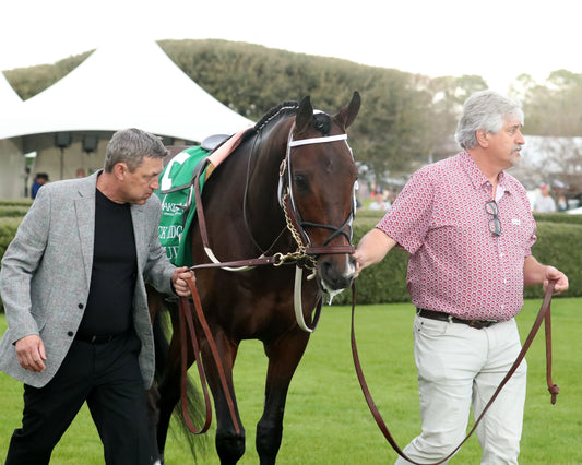 MAGNITUDE - The Razorback Handicap G3 - 02-28-26 - R10 - OP - Paddock 04 - Coady Media - Kurtis Coady Photography