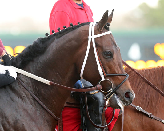 MAGNITUDE - The Razorback Handicap G3 - 02-28-26 - R10 - OP - Post Parade 03 - Coady Media - Kurtis Coady Photography