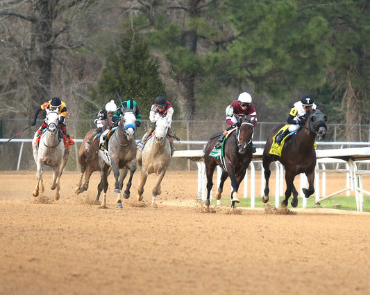 MAGNITUDE - The Razorback Handicap G3 - 02-28-26 - R10 - OP - Turn 01 - Coady Media - Kurtis Coady Photography