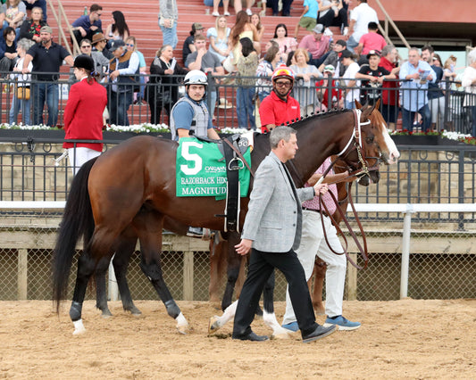 MAGNITUDE - The Razorback Handicap G3 - 02-28-26 - R10 - OP - Walk Over 02 - Coady Media - Kurtis Coady Photography
