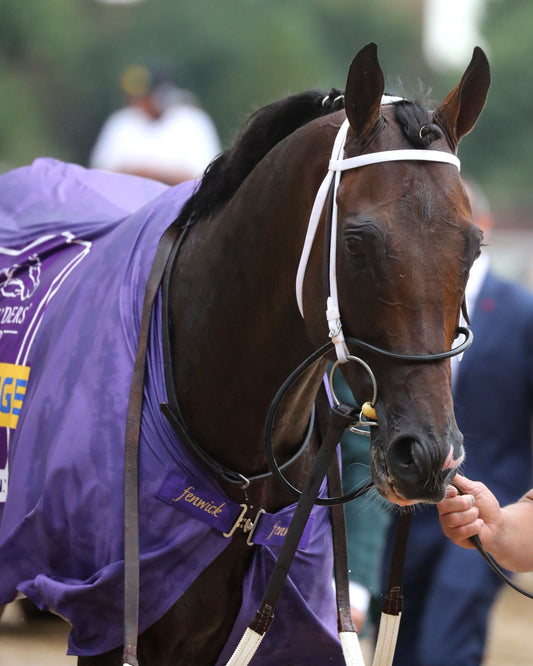 MAGNITUDE - The Stephen Foster - 062726 - Race 11 - CD  - Headshot 01