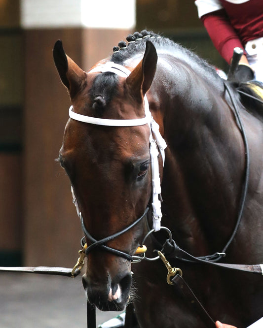 MAGNITUDE - The Stephen Foster - 062726 - Race 11 - CD  - Paddock 01