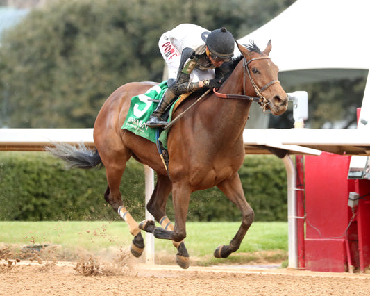 MAJESTIC OOPS - The American Beauty Stakes  - 02-13-26 - R08 - OP - Finish 04 - Coady Media - Kurtis Coady Photography