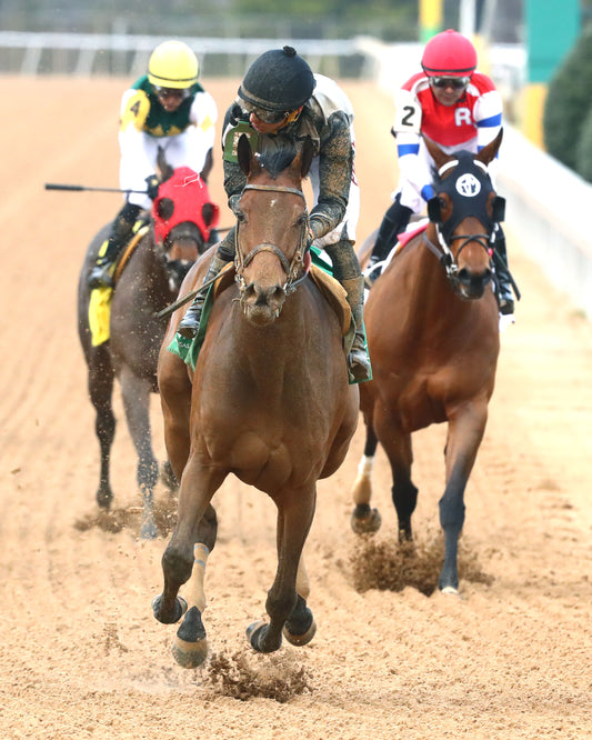 MAJESTIC OOPS - The American Beauty Stakes  - 02-13-26 - R08 - OP - Gallop Out 02 - Coady Media - Kurtis Coady Photography