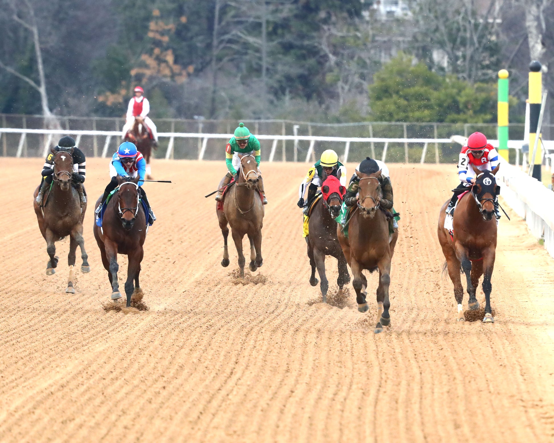 MAJESTIC OOPS - The American Beauty Stakes  - 02-13-26 - R08 - OP - Head On 01 - Coady Media - Kurtis Coady Photography