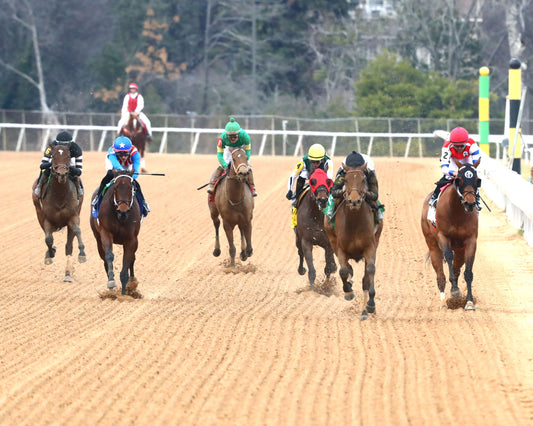 MAJESTIC OOPS - The American Beauty Stakes  - 02-13-26 - R08 - OP - Head On 01 - Coady Media - Kurtis Coady Photography