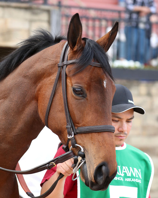 MAJESTIC OOPS - The American Beauty Stakes  - 02-13-26 - R08 - OP - Post Parade 01 - Coady Media - Kurtis Coady Photography