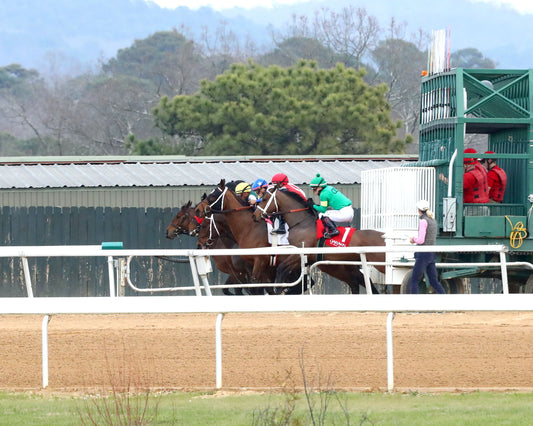 MAJESTIC OOPS - The American Beauty Stakes  - 02-13-26 - R08 - OP - Start 01 - Coady Media - Kurtis Coady Photography