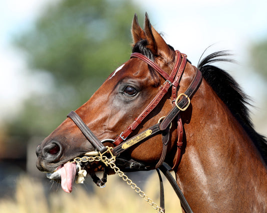 MAY DAY READY - The One Dreamer - 09-06-26 - R08 - KD - Paddock 02