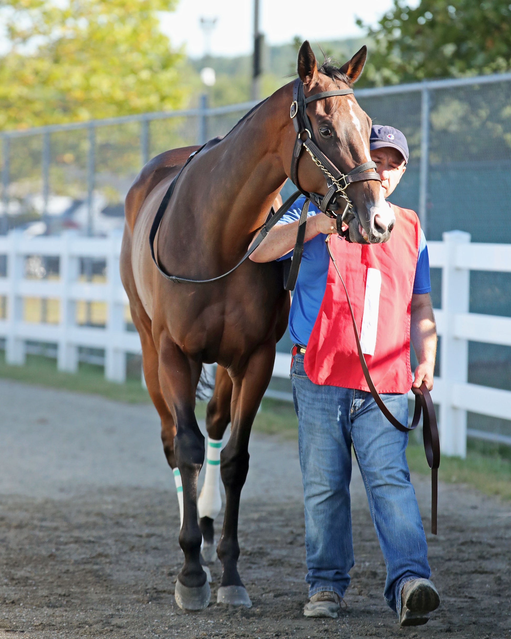 MS. TART - The Satin And Lace Stakes - 08-18-25 - R07 - Paddock 02 - Coady Media - Kurtis Coady Photography