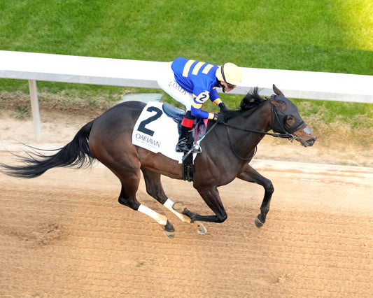 NERAZURRI - 022726 - Race 08 - The Trivista Overnight Stakes - OP - Aerial Finish 01 - Coady Media - Kurtis Coady Photography