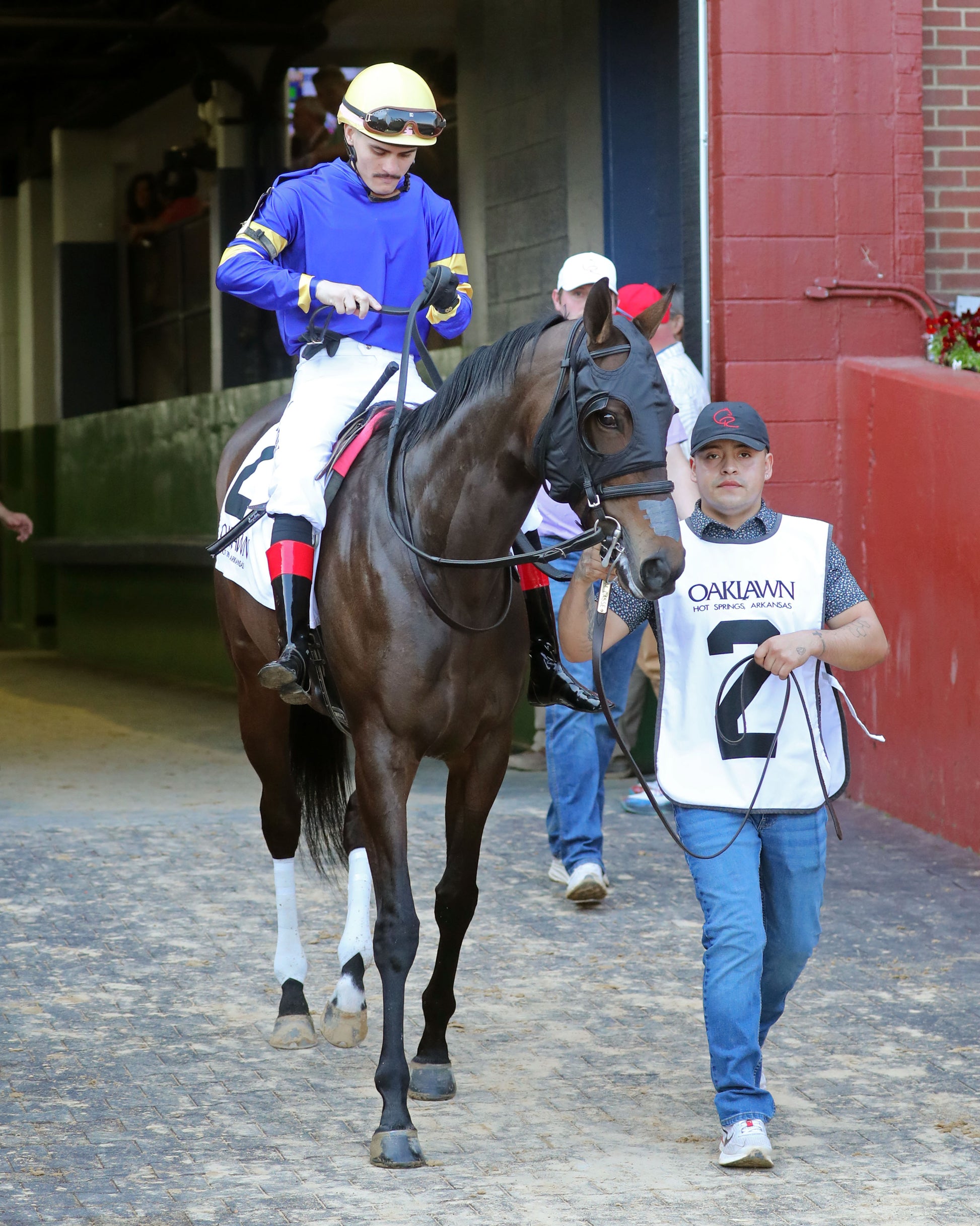 NERAZURRI - 022726 - Race 08 - The Trivista Overnight Stakes - OP - Post Parade 03 - Coady Media - Kurtis Coady Photography