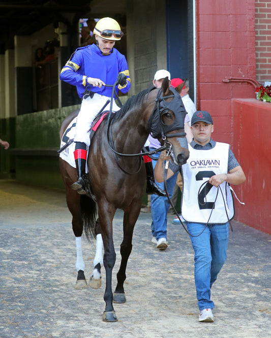 NERAZURRI - 022726 - Race 08 - The Trivista Overnight Stakes - OP - Post Parade 03 - Coady Media - Kurtis Coady Photography
