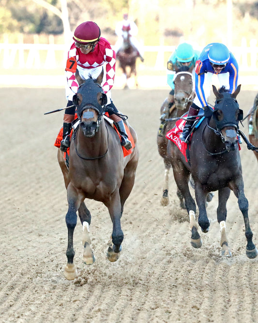 NITROGEN - The Bayakoa Stakes G3 - 02-07-26 - R09 - OP - Gallop Out 01 - Coady Media - Kurtis Coady Photography