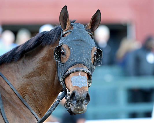 NITROGEN - The Bayakoa Stakes G3 - 02-07-26 - R09 - OP - Head Shot 02 - Coady Media - Kurtis Coady Photography
