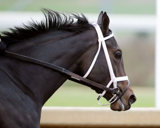 ON TIME GIRL - The Fern Creek - 11-29-25 - R08 - CD - Gallop Out 03