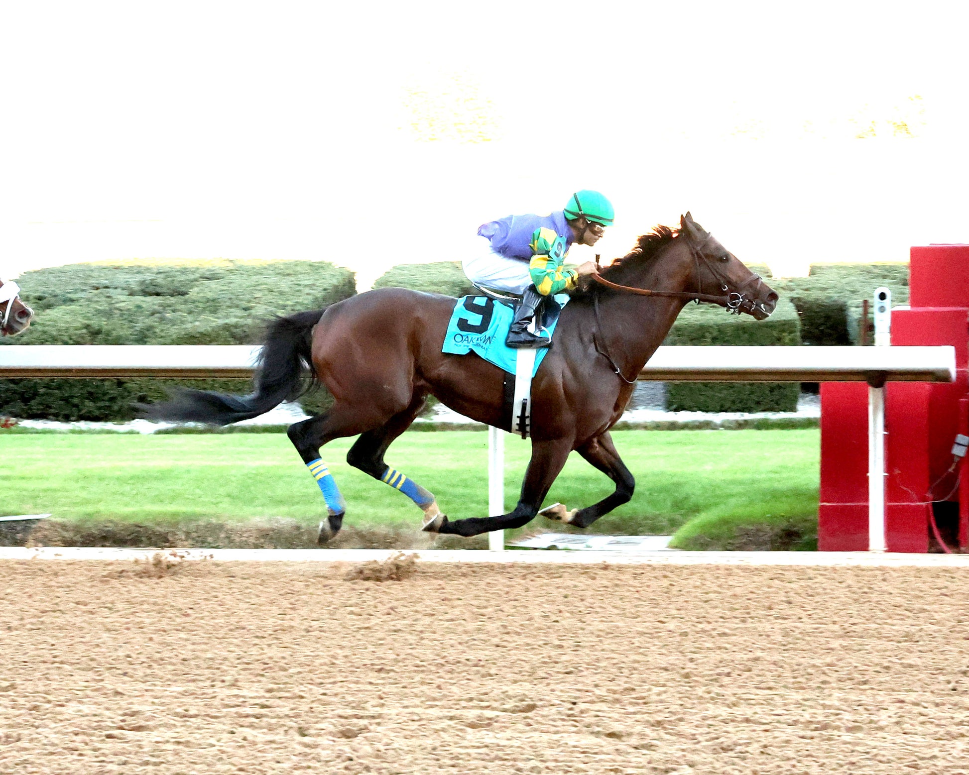 OSCAR'S HOPE - The Ozark Stakes - 02-16-26 - R09 - OP - Finish 01 - Coady Media - Kurtis Coady Photography