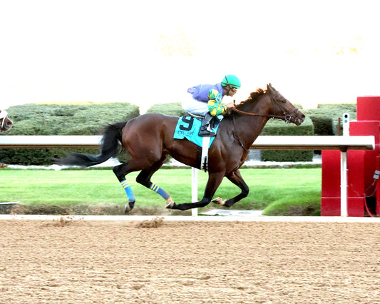 OSCAR'S HOPE - The Ozark Stakes - 02-16-26 - R09 - OP - Finish 01 - Coady Media - Kurtis Coady Photography
