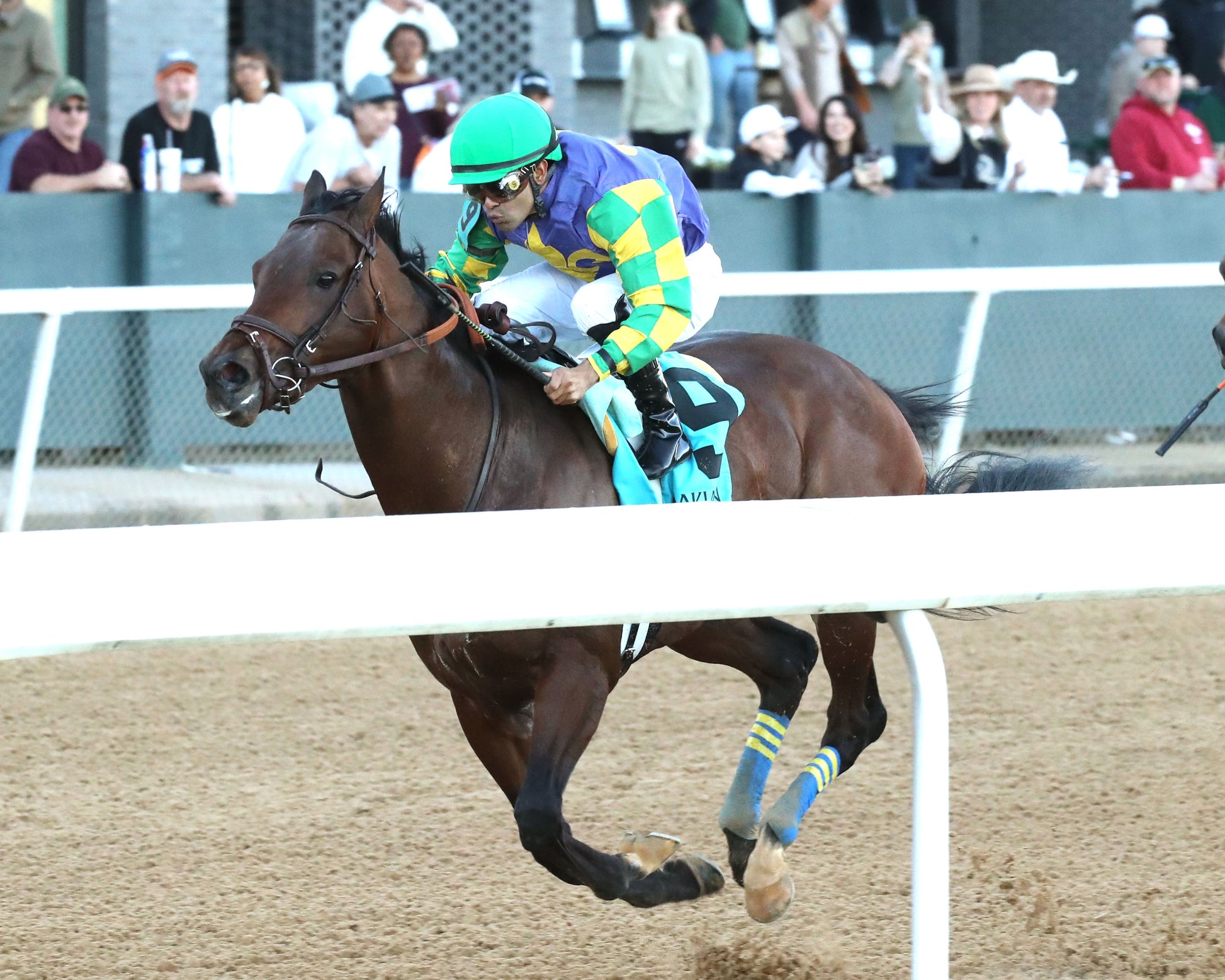 OSCAR'S HOPE - The Ozark Stakes - 02-16-26 - R09 - OP - Inside Finish 02 - Coady Media - Kurtis Coady Photography