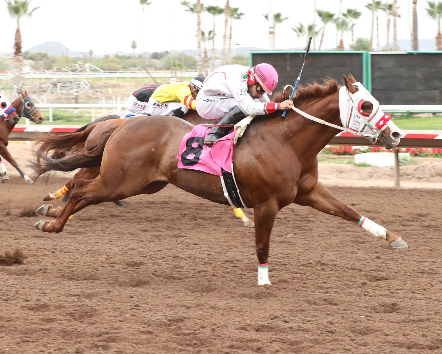 PARADISE PETE - AQRA-Turf Paradise Open Quarter Horse Derby - 12-31-25 - R02 - Turf Paradise - Finish - Coady Media - Kurtis Coady Photography