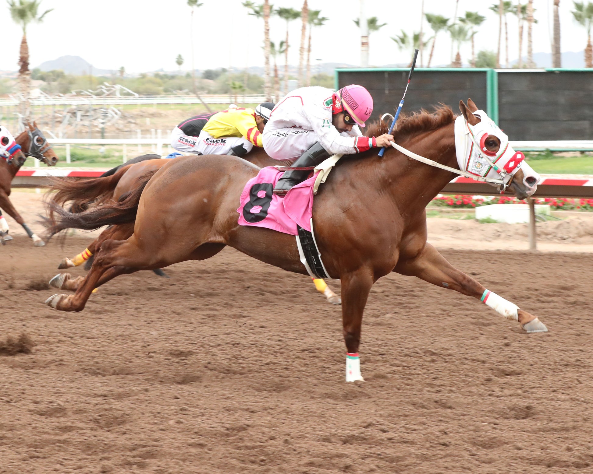 PARADISE PETE - AQRA-Turf Paradise Open Quarter Horse Derby - 12-31-25 - R02 - Turf Paradise - Finish - Coady Media - Kurtis Coady Photography