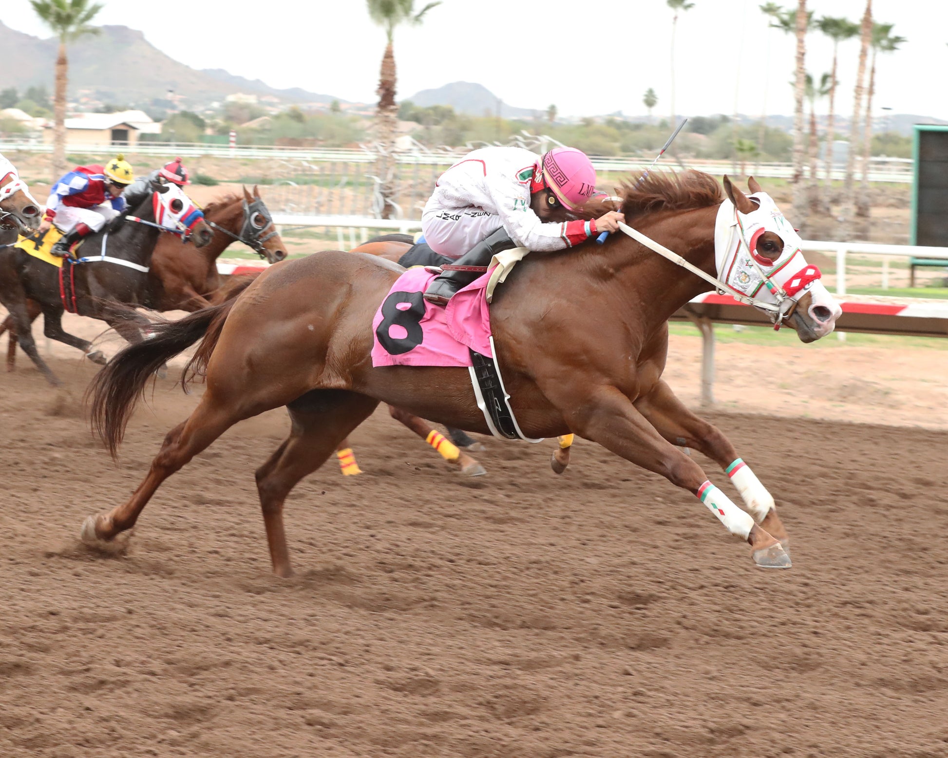 PARADISE PETE - AQRA-Turf Paradise Open Quarter Horse Derby - 12-31-25 - R02 - Turf Paradise - Finish 2 - Coady Media - Kurtis Coady Photography