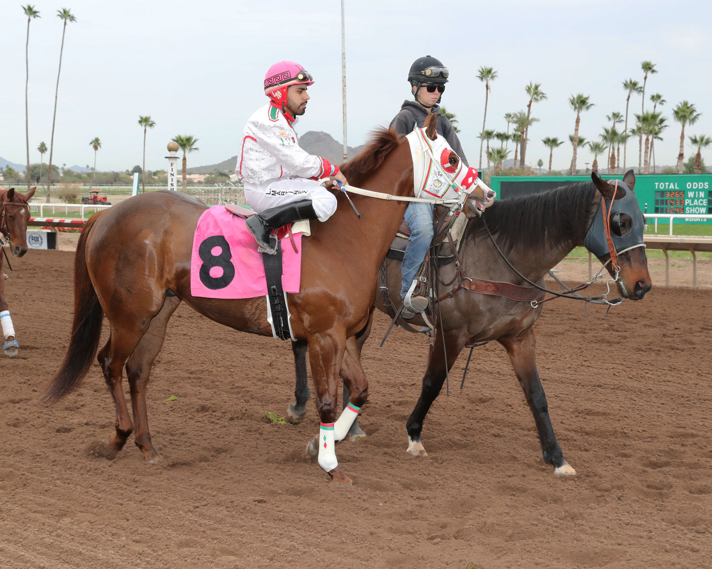 PARADISE PETE - AQRA-Turf Paradise Open Quarter Horse Derby - 12-31-25 - R02 - Turf Paradise - Post Parade - Coady Media - Kurtis Coady Photography