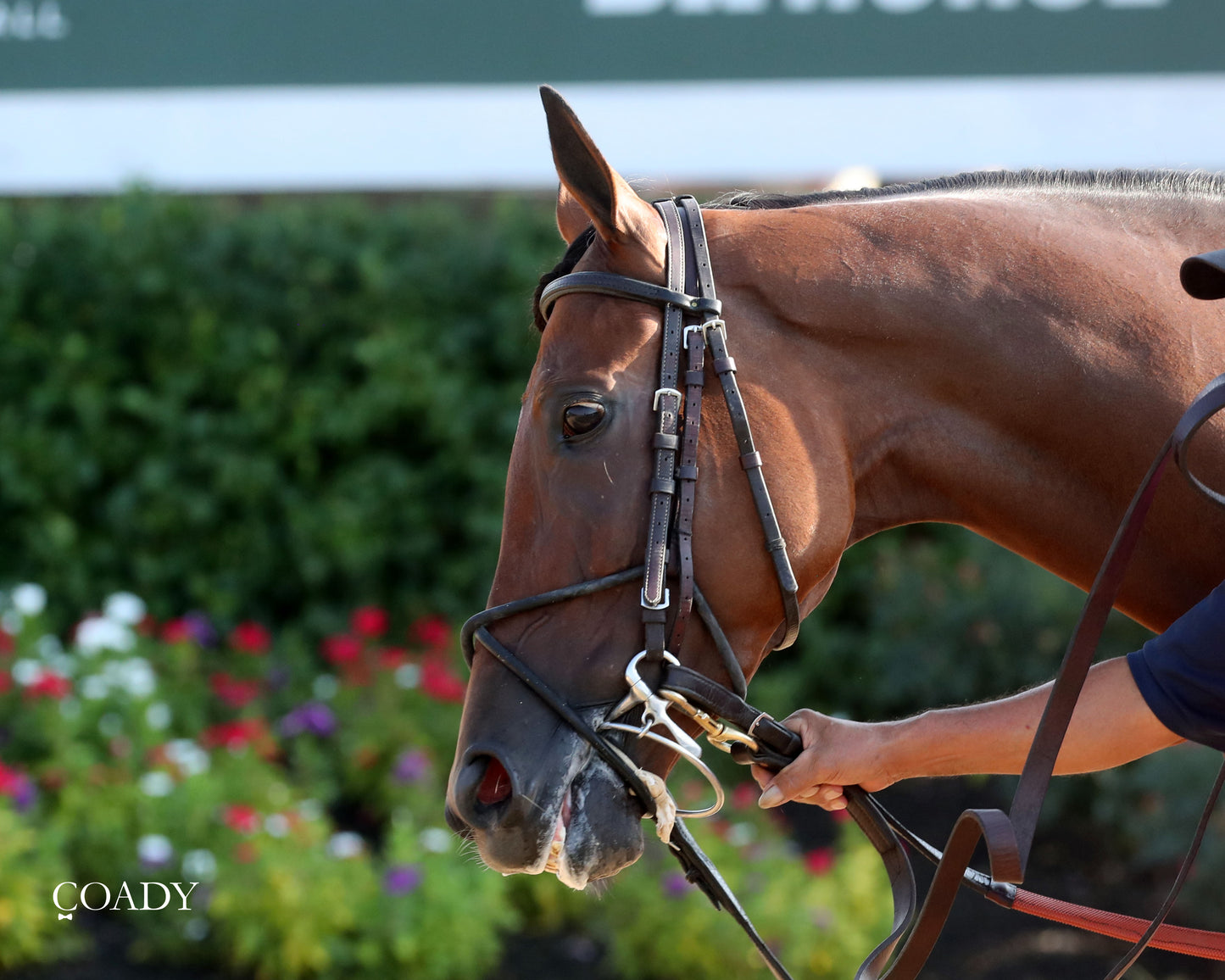 PHAROAH'S WINE - The Mint One Dreamer - 09-04-25 - R09 - KD - Paddock 04 - Coady Media - Kurtis Coady Photography