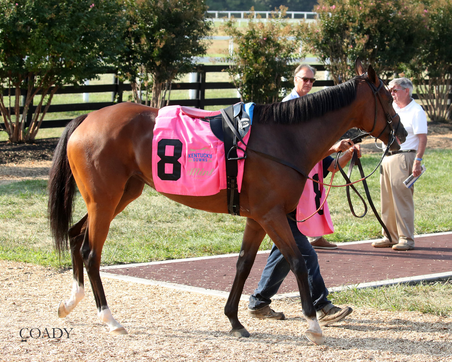 PHAROAH'S WINE - The Mint One Dreamer - 09-04-25 - R09 - KD - Paddock 06