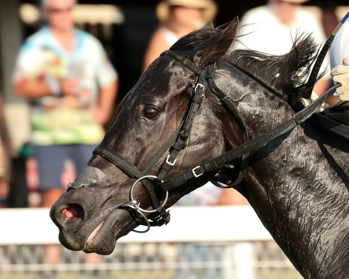 PLENSA - The Tapit Stakes - 08-30-26 - R09 - KD - Inside Finish 03
