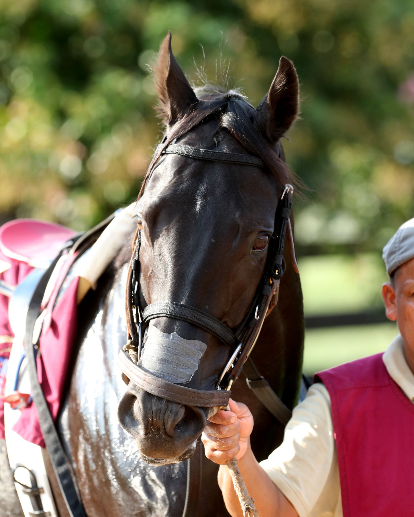 PLENSA - The Tapit Stakes - 08-30-26 - R09 - KD - Paddock 03