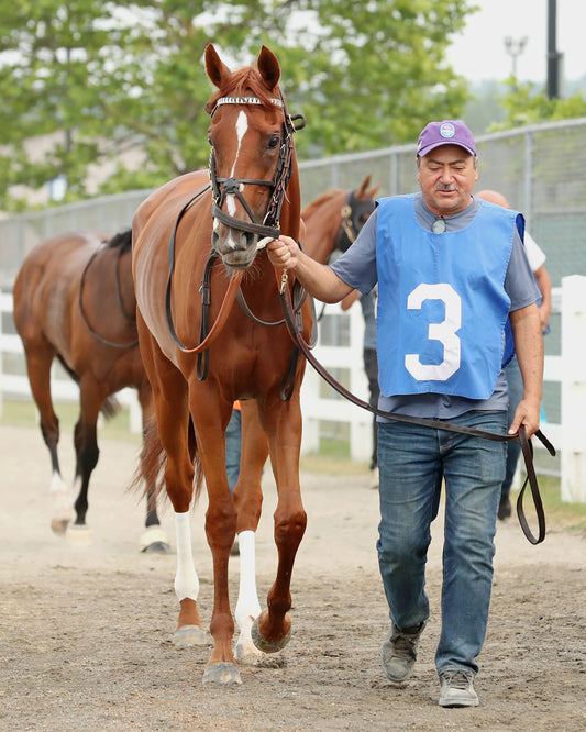 QUIET STREET - The Lady Erie Stakes - 07-20-26 - R07 - Presque Isle Downs - Paddock 01