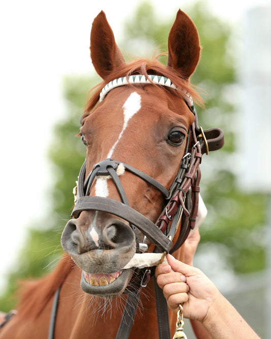 QUIET STREET - The Lady Erie Stakes - 07-20-26 - R07 - Presque Isle Downs - Paddock 02