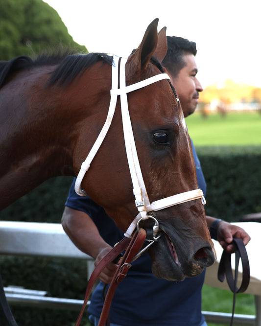 RENEGADE - The Arkansas Derby G1 - 03-28-26 - R13 - OP - Head Shot 01 - Coady Media - Kurtis Coady Photography