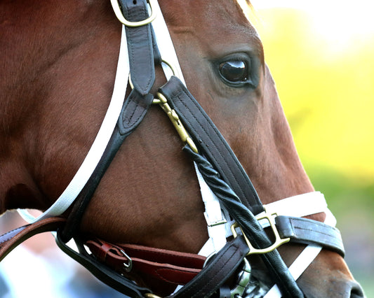RENEGADE - The Arkansas Derby G1 - 03-28-26 - R13 - OP - Paddock 02 - Coady Media - Kurtis Coady Photography