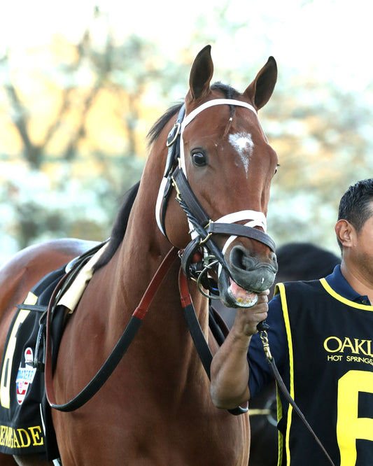 RENEGADE - The Arkansas Derby G1 - 03-28-26 - R13 - OP - Paddock 06 - Coady Media - Kurtis Coady Photography