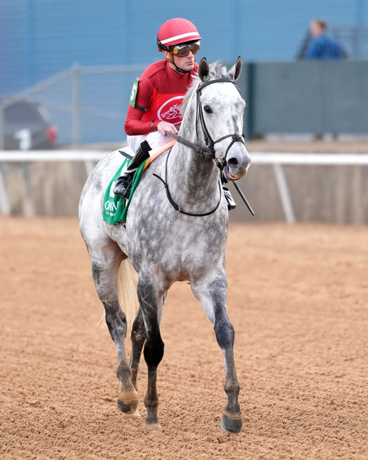 ROLL ON BIG JOE - The King Cotton Stakes - 02-08-26 - R08 - OP - Come Back 03 - Coady Media - Kurtis Coady Photography