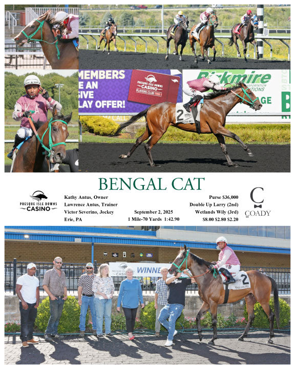 BENGAL CAT - 09-02-25 - R02 - PID - Coady Media - Kurtis Coady Photography