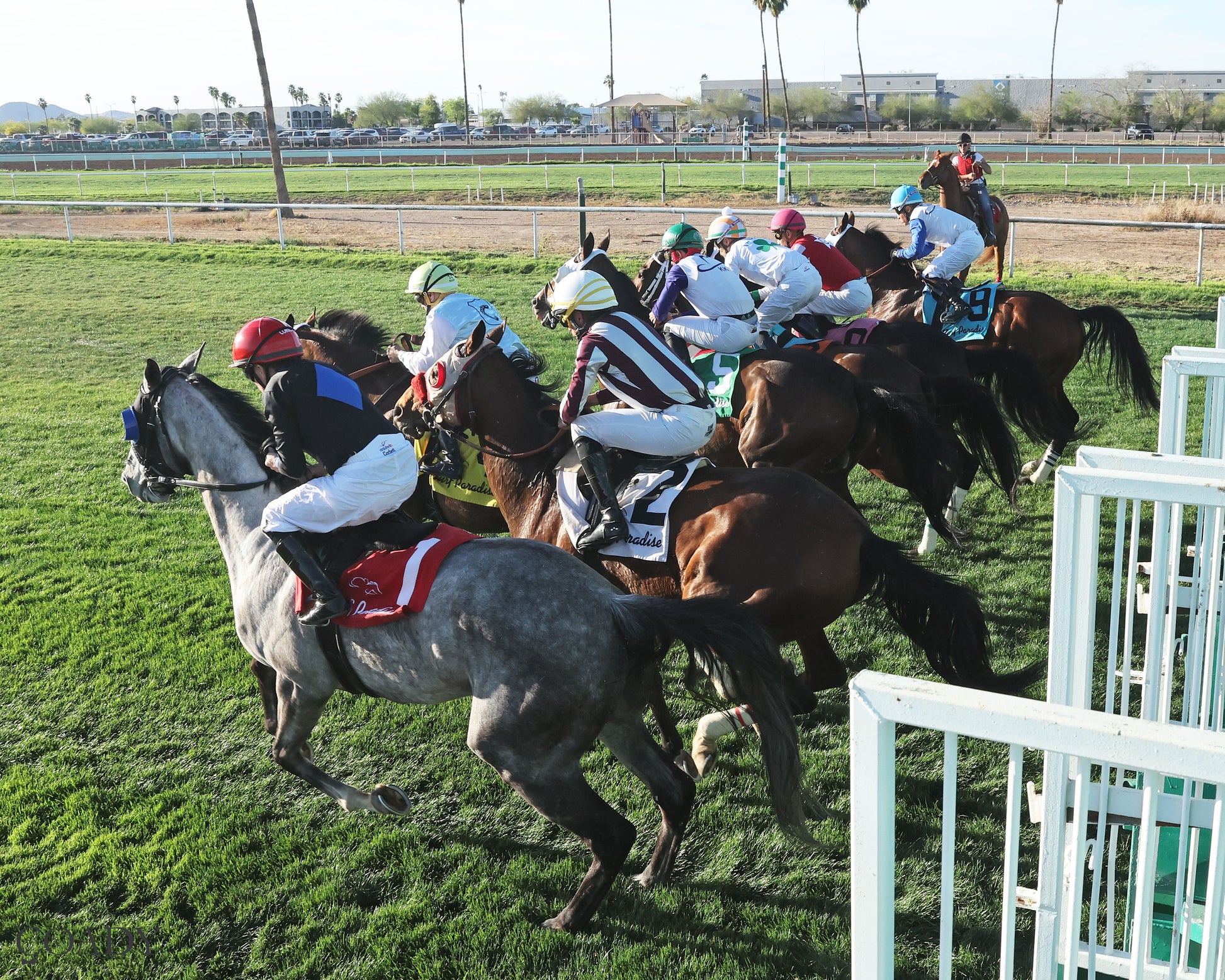 SALINE RIVER - Cotton Fitzsimmons Handicap - 03-21-26 - R07 - Turf Paradise - Starting Gate - Coady Media - Kurtis Coady Photography