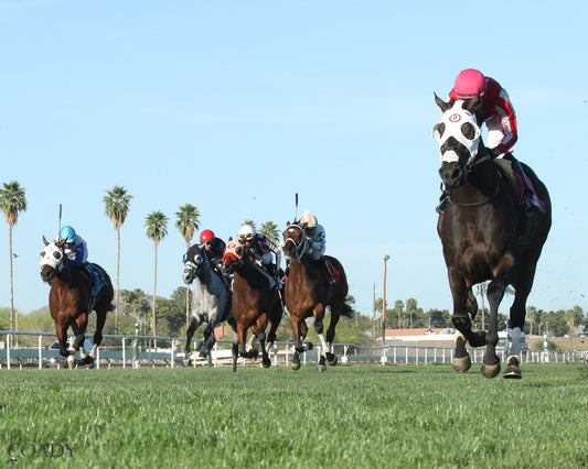 SALINE RIVER - Cotton Fitzsimmons Handicap - 03-21-26 - R07 - Turf Paradise - Under Rail - Coady Media - Kurtis Coady Photography