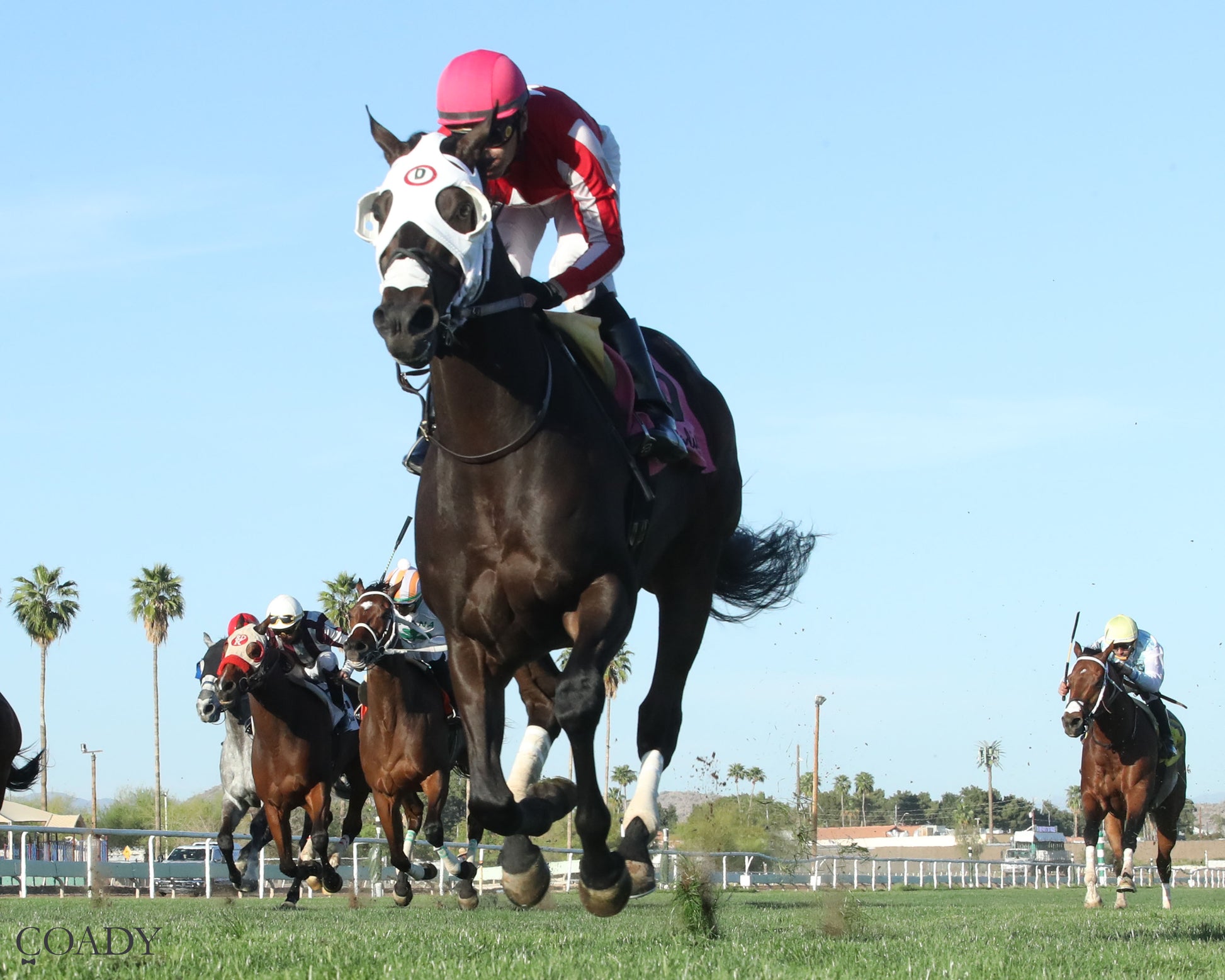 SALINE RIVER - Cotton Fitzsimmons Handicap - 03-21-26 - R07 - Turf Paradise - Under Rail 2 - Coady Media - Kurtis Coady Photography