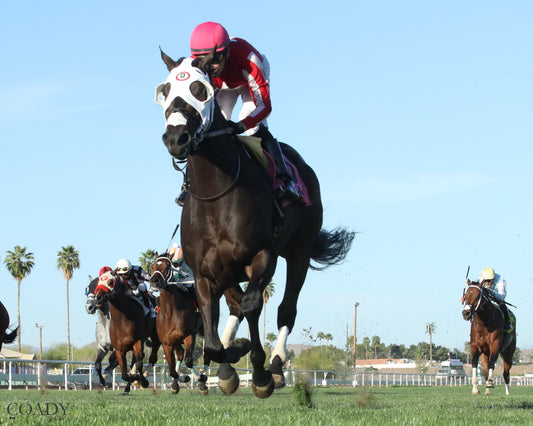 SALINE RIVER - Cotton Fitzsimmons Handicap - 03-21-26 - R07 - Turf Paradise - Under Rail 2 - Coady Media - Kurtis Coady Photography